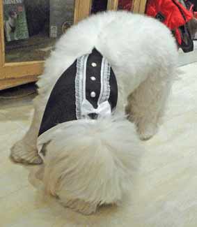 Puppy at Christmas, wearing a tuxedo