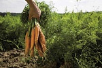 Organic Carrots