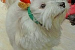 Puppy wearing Christmas Reindeer Hat
