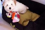 Crousti Puppy