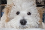 Post Puppy Depression