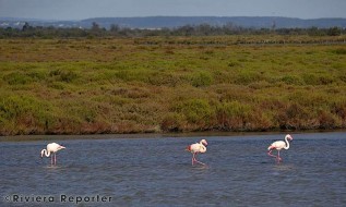 Camargue flamingos