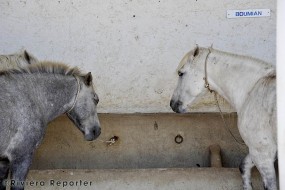 Camrgue horses